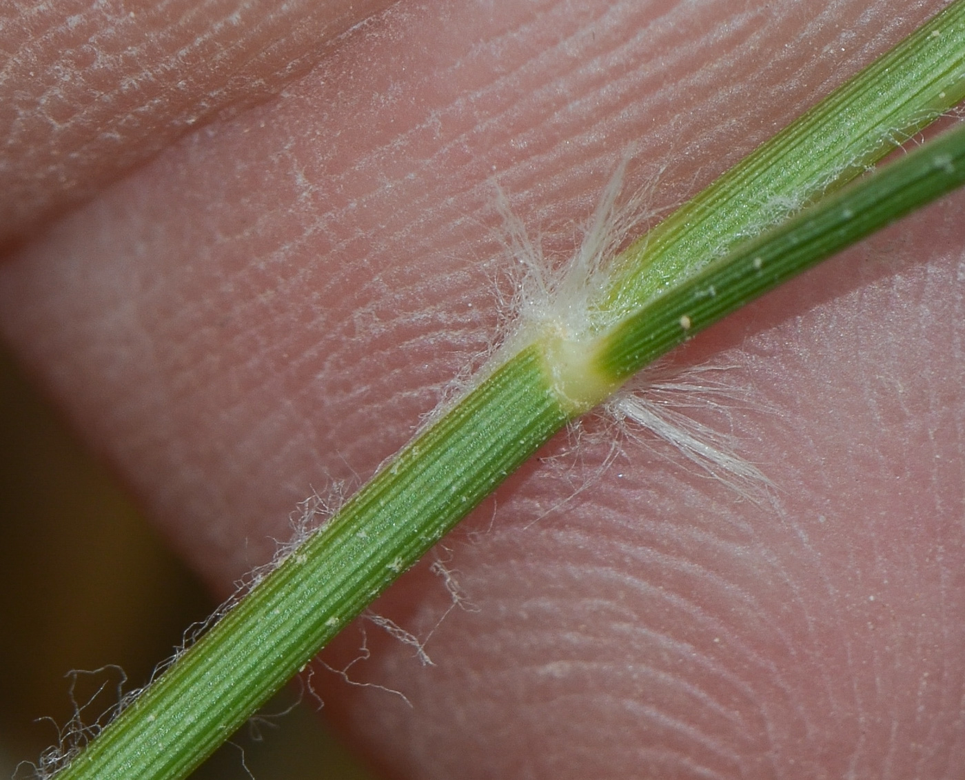 Image of Stipagrostis plumosa specimen.