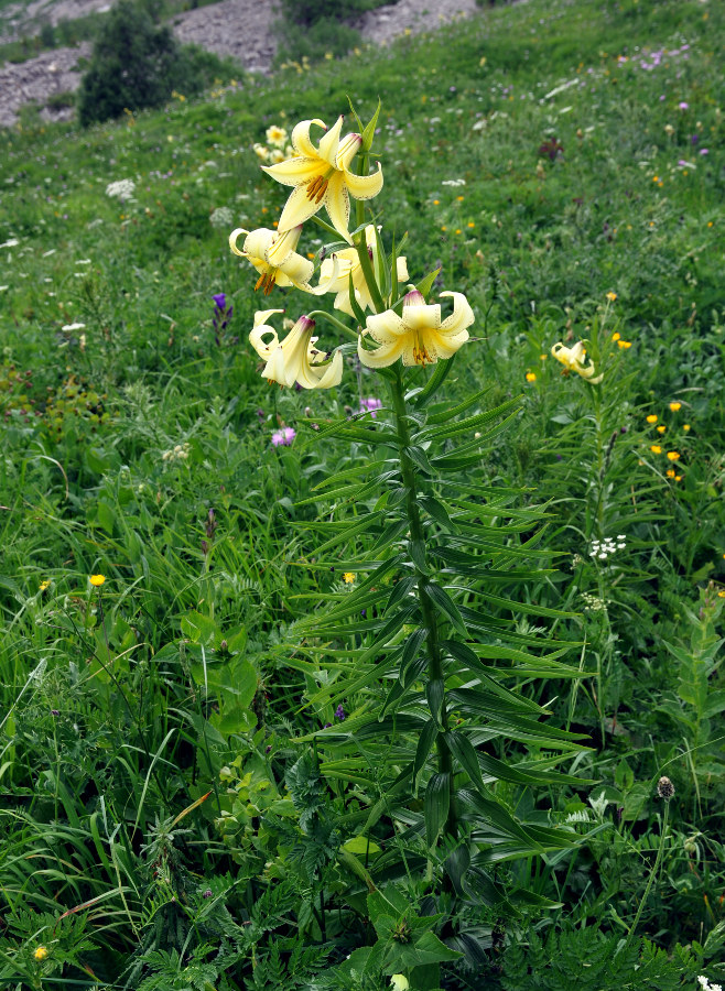 Image of Lilium monadelphum specimen.