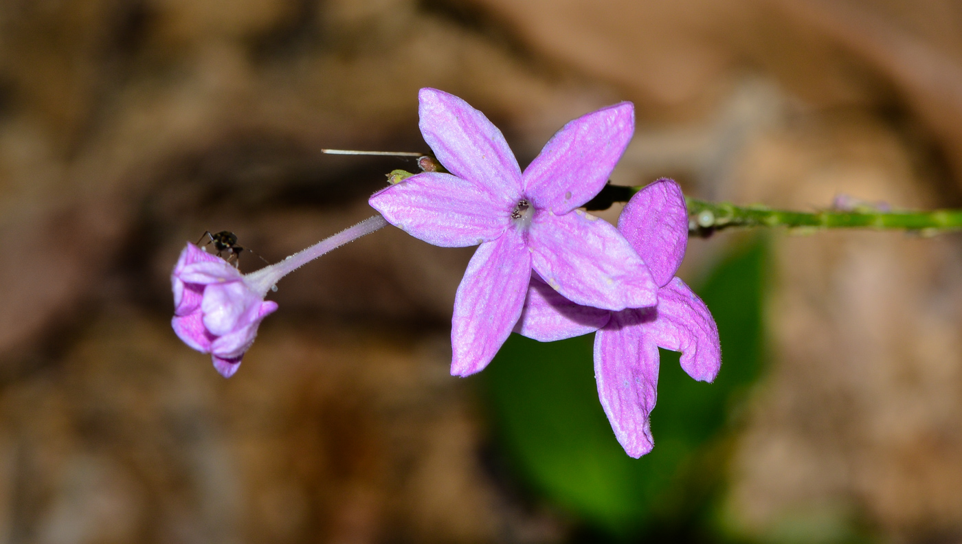 Изображение особи Pseuderanthemum crenulatum.