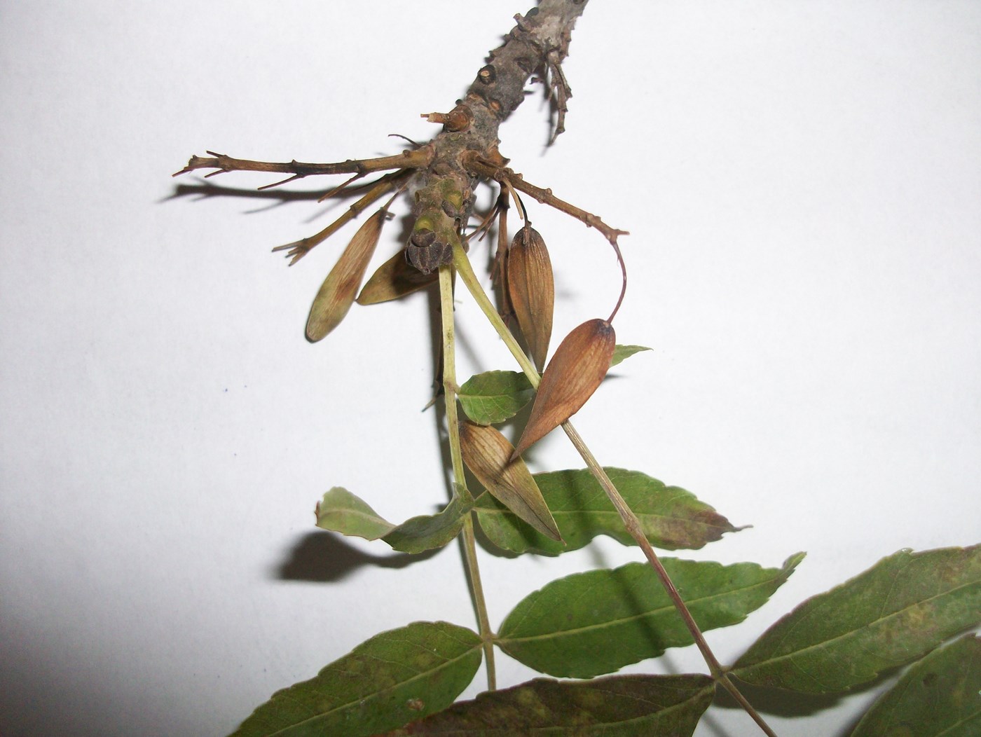 Image of genus Fraxinus specimen.