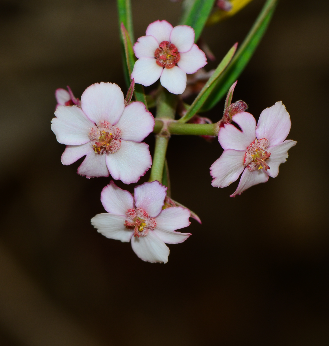 Image of Euphorbia xanti specimen.