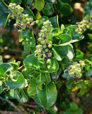 Ligustrum japonicum