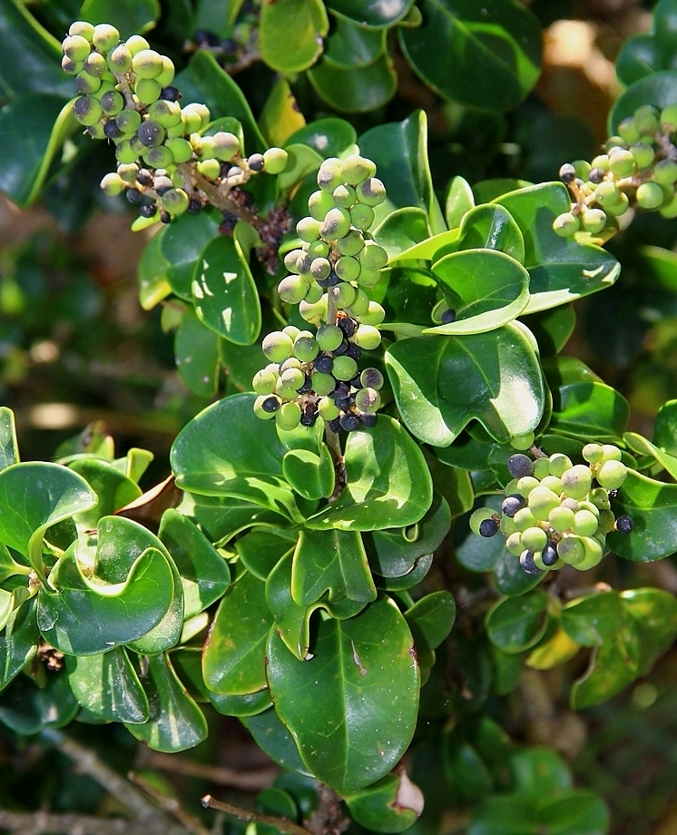 Image of Ligustrum japonicum specimen.