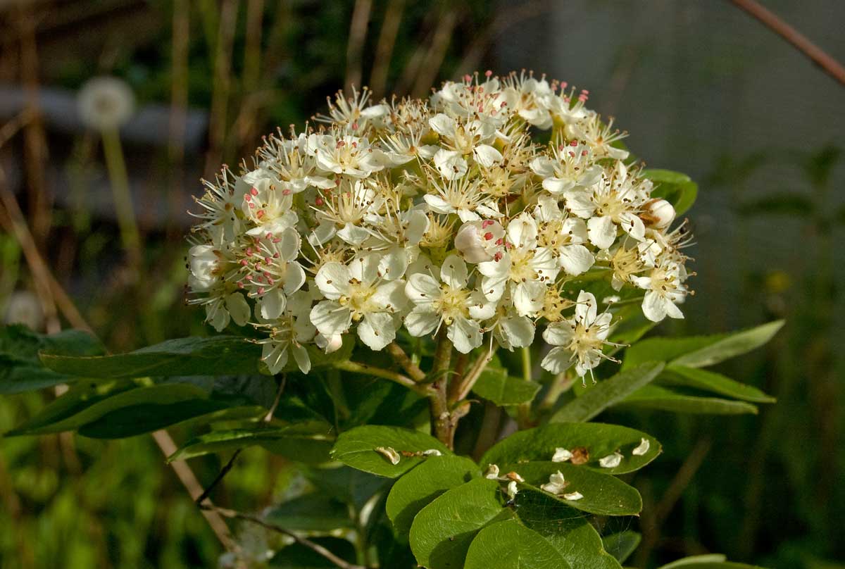 Изображение особи &times; Crataegosorbus miczurinii.