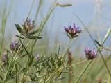 Astragalus arbuscula. Верхушки запрокинутых веток кустарника с кистями цветков и созревающих бобов. Казахстан, Алматинская обл., Кербулакский р-н, государственный национальный парк Алтын-Эмель; юго-западные отроги хр. Джунгарский Алатау, северный макросклон перевала Алтын-Эмель. Экспозиционная разнотравно-крупнодерновиннозлаковая степь на крутом восточном склоне; выс. 1481 м н.у.м. 20 июля 2017 г.