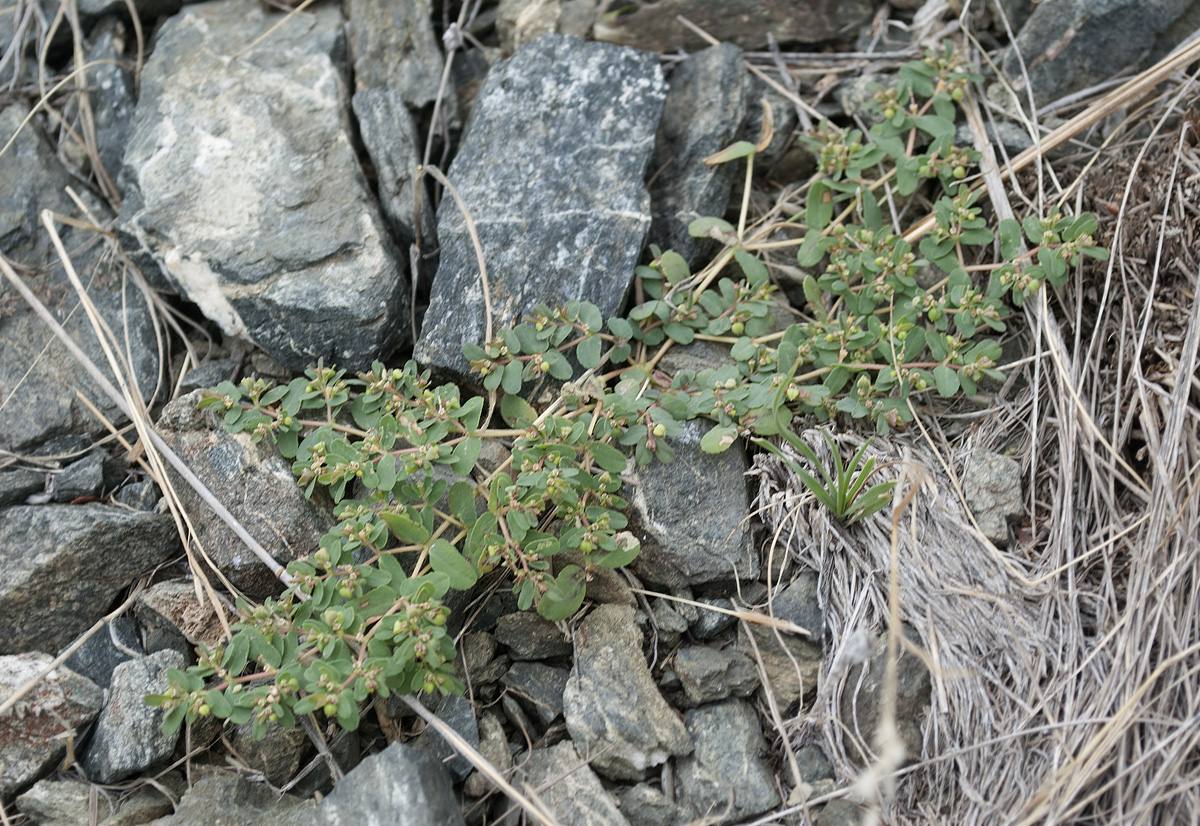 Image of Euphorbia humifusa specimen.