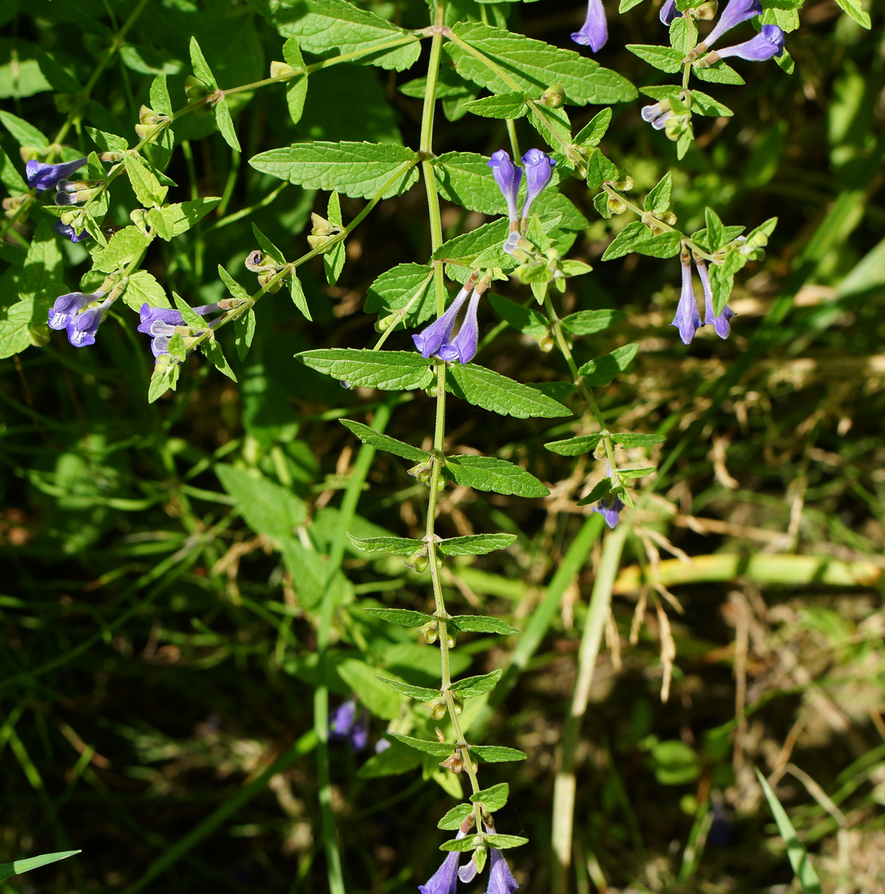 Image of Scutellaria galericulata specimen.