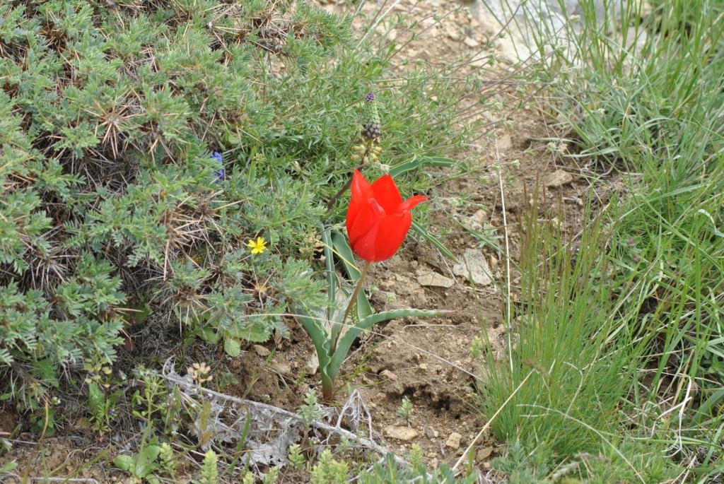 Изображение особи Tulipa florenskyi.
