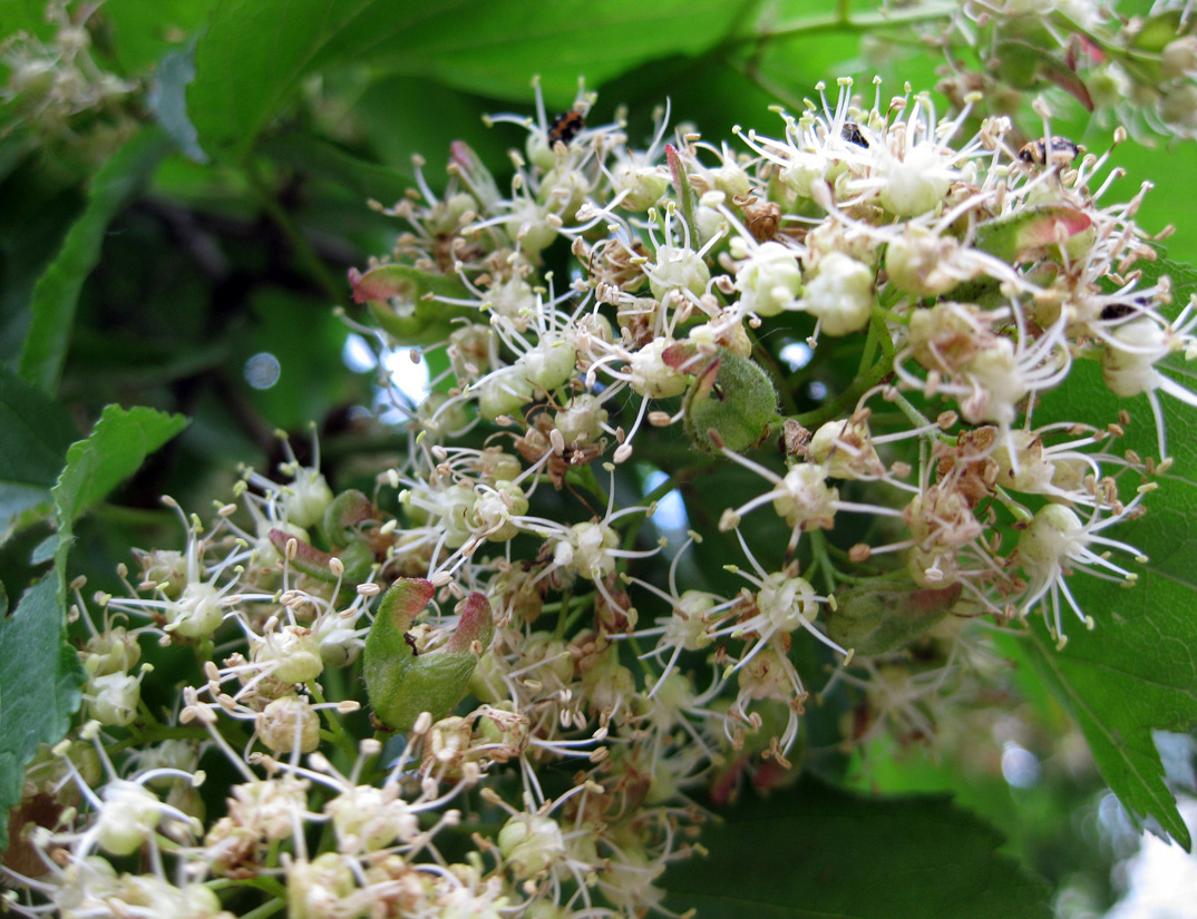 Image of Acer tataricum specimen.