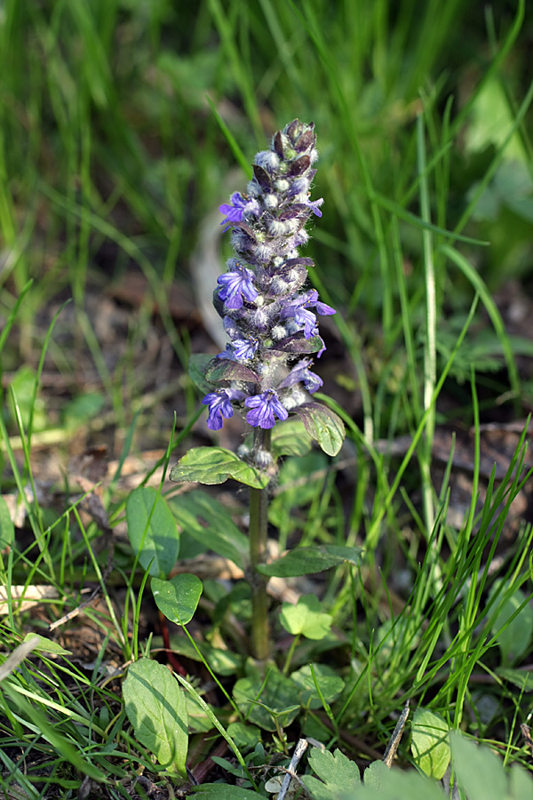 Image of Ajuga reptans specimen.