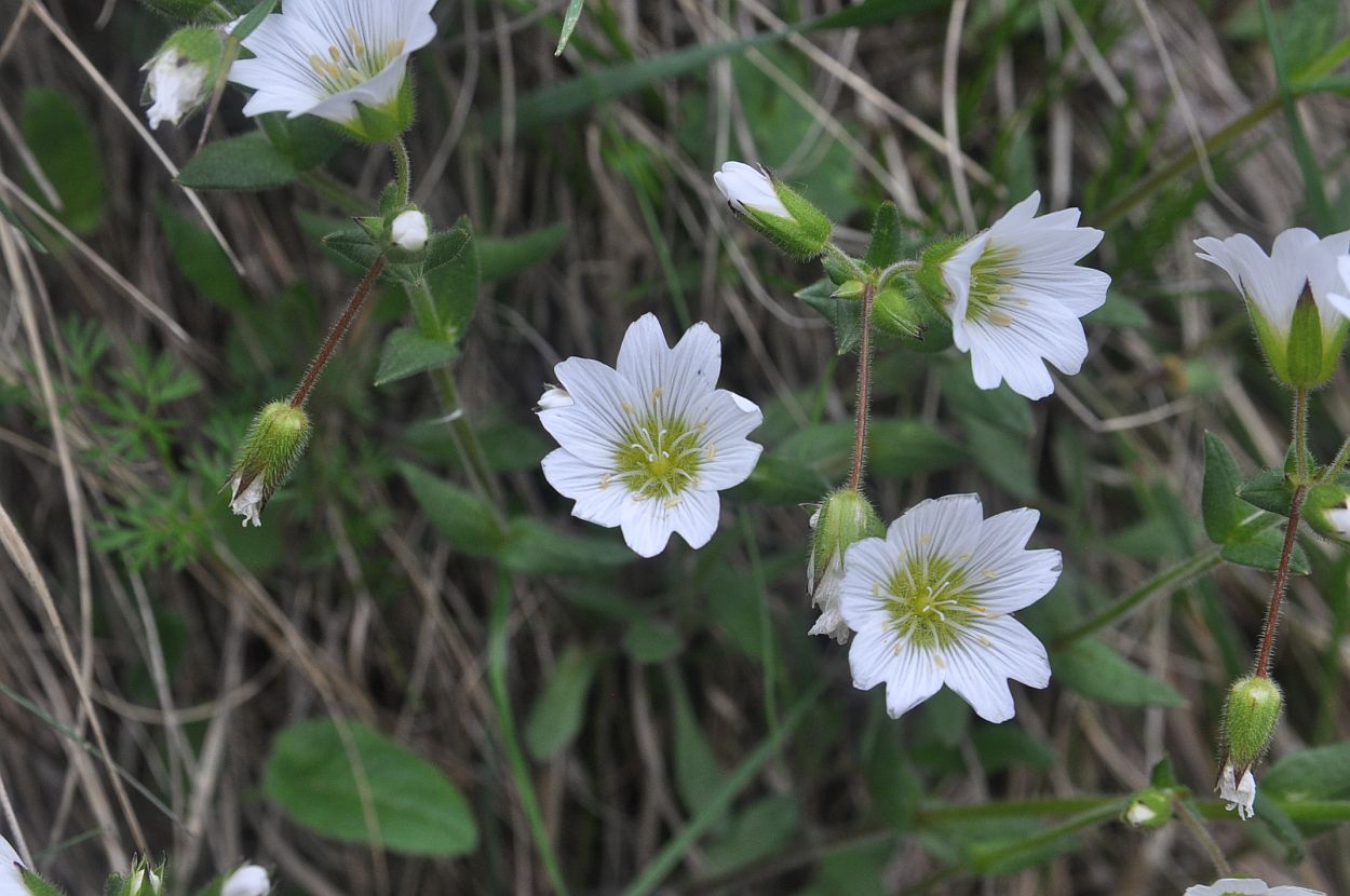 Image of genus Cerastium specimen.