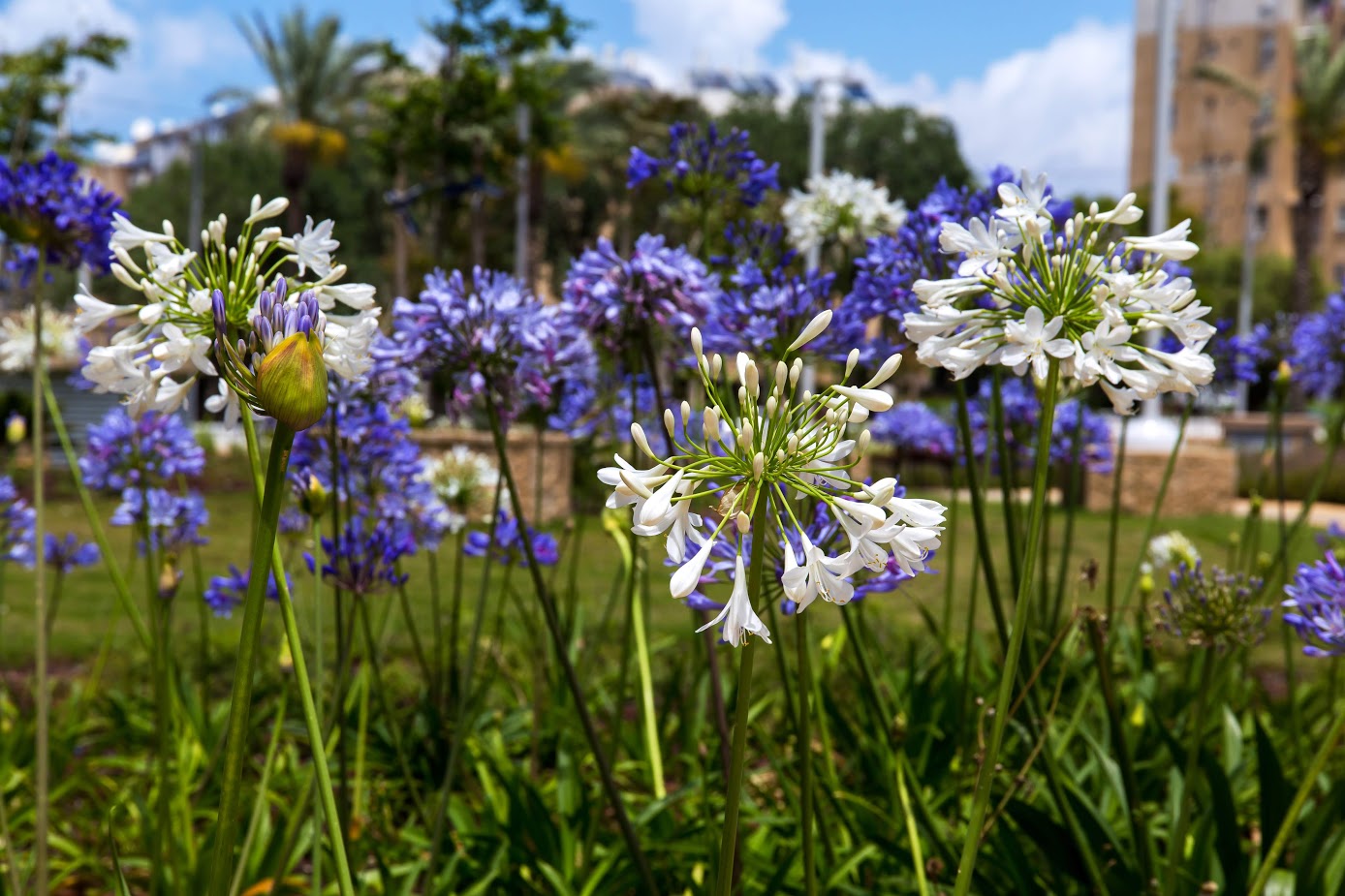 Image of Agapanthus africanus specimen.