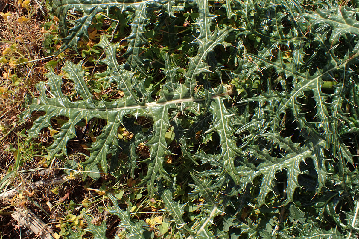 Image of Acanthus spinosus specimen.