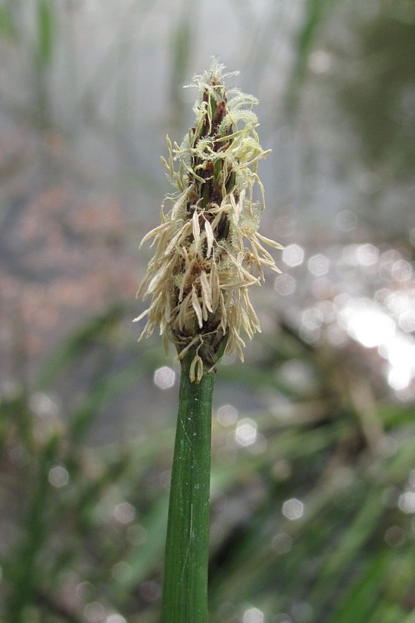 Image of genus Eleocharis specimen.