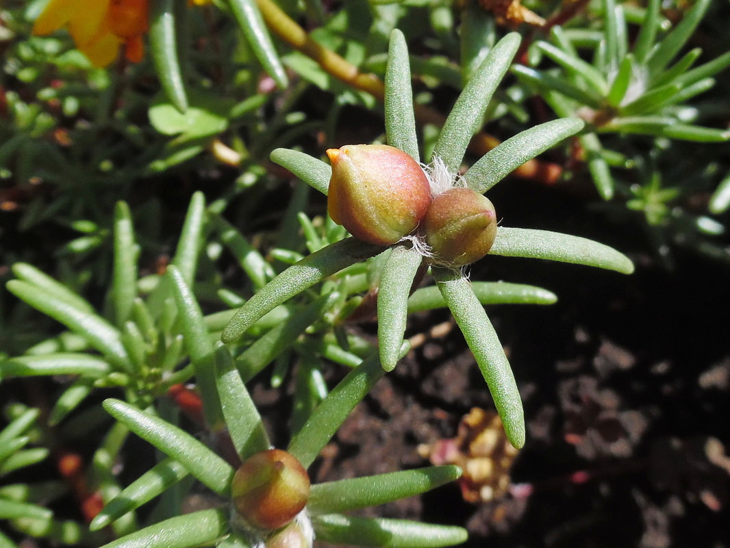 Image of Portulaca grandiflora specimen.