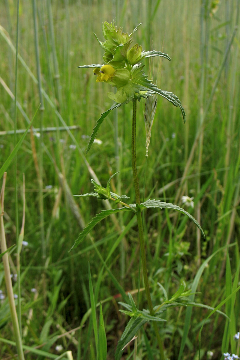 Изображение особи Rhinanthus aestivalis.