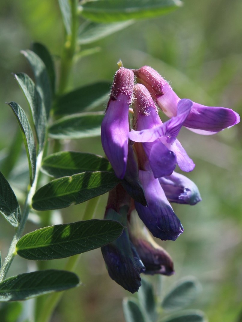 Image of Vicia nervata specimen.