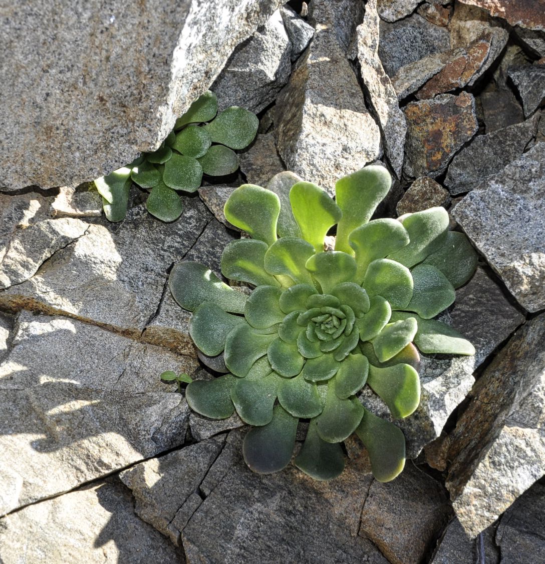 Изображение особи Sedum cyprium.