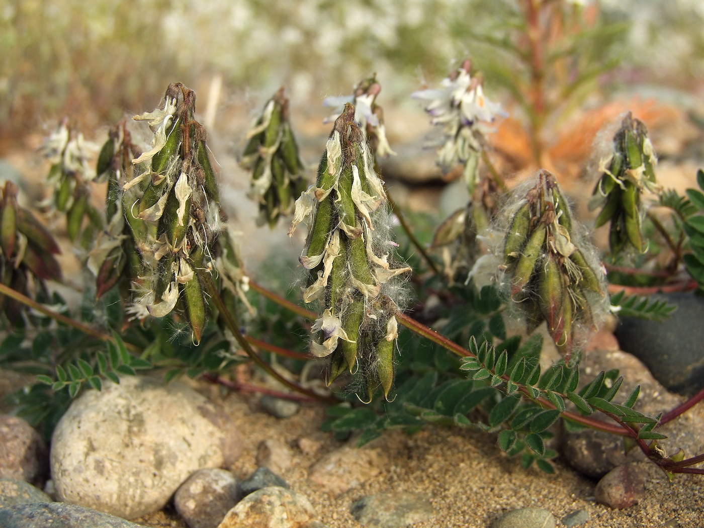 Image of Astragalus alpinus specimen.