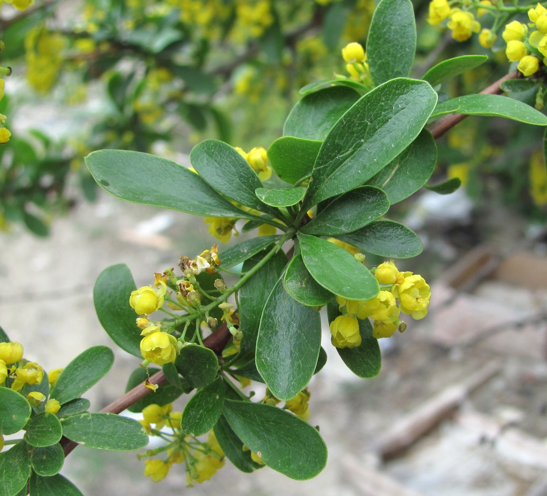 Image of Berberis iberica specimen.