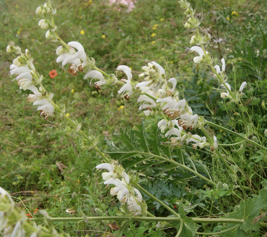 Image of Salvia limbata specimen.