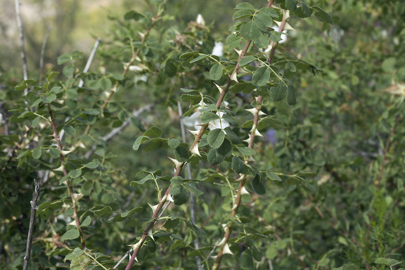 Image of Rosa fedtschenkoana specimen.