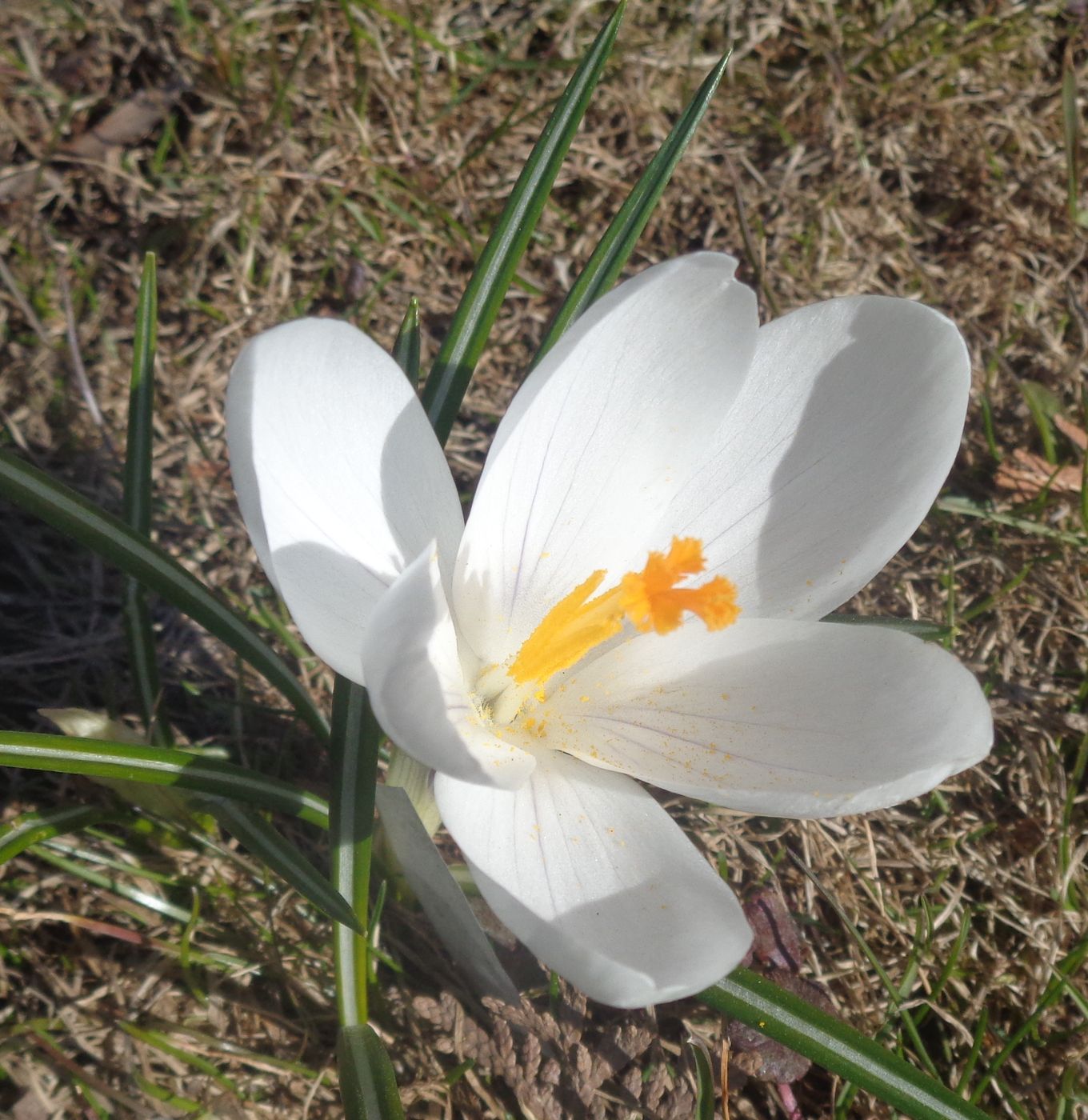 Изображение особи Crocus vernus.