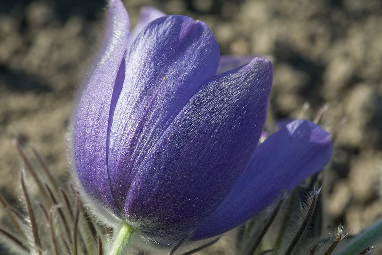 Image of Pulsatilla patens specimen.