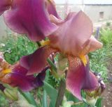 Iris &times; hybrida