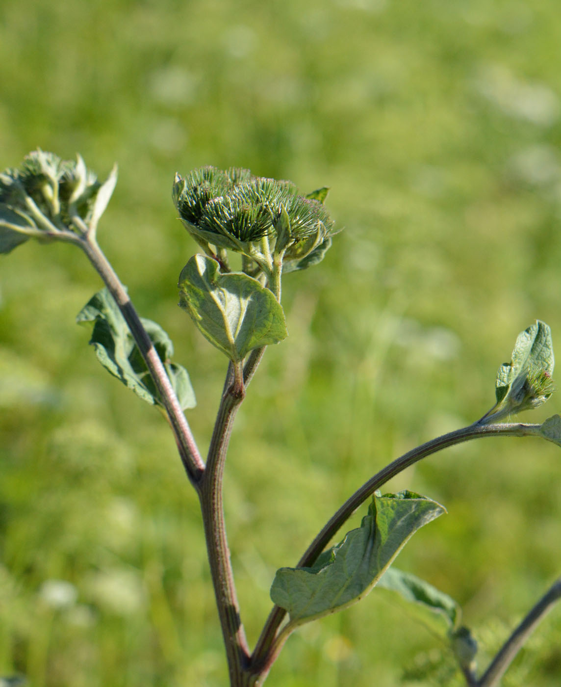 Изображение особи Arctium tomentosum.