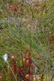 Drosera × obovata