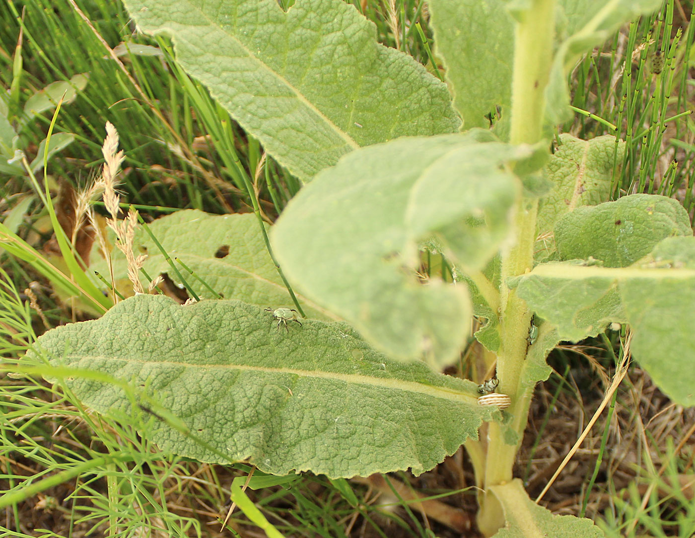 Image of genus Verbascum specimen.