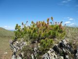 Pinus sibirica. Вегетирующие растения (карликовая высокогорная ветровая форма). Восточный Казахстан, Южный Алтай, хр. Сарымсакты, пер. Бурхат, ≈ 2250 м н.у.м., скальные выходы в горной тундре. 22 июня 2019 г.