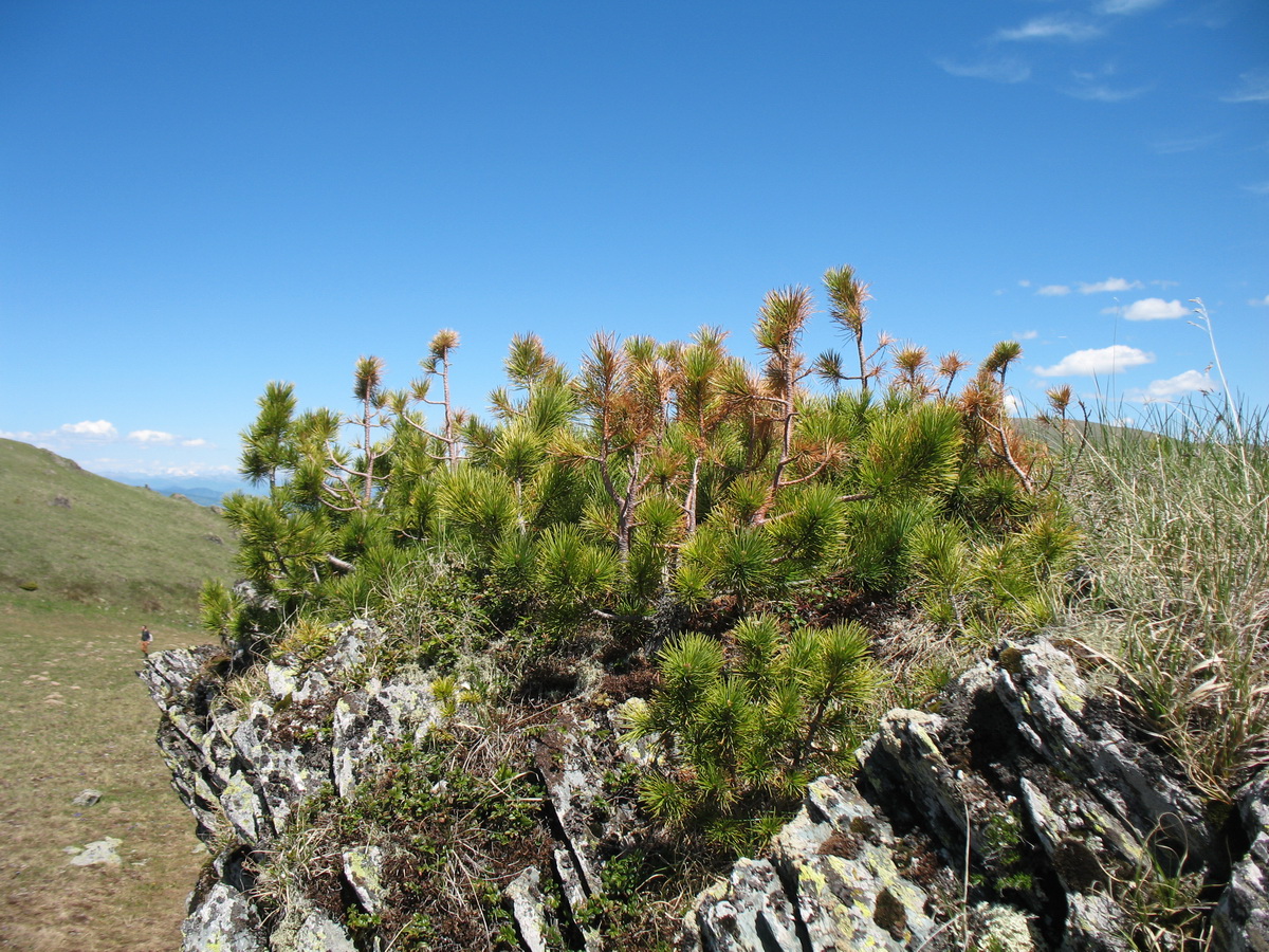 Image of Pinus sibirica specimen.