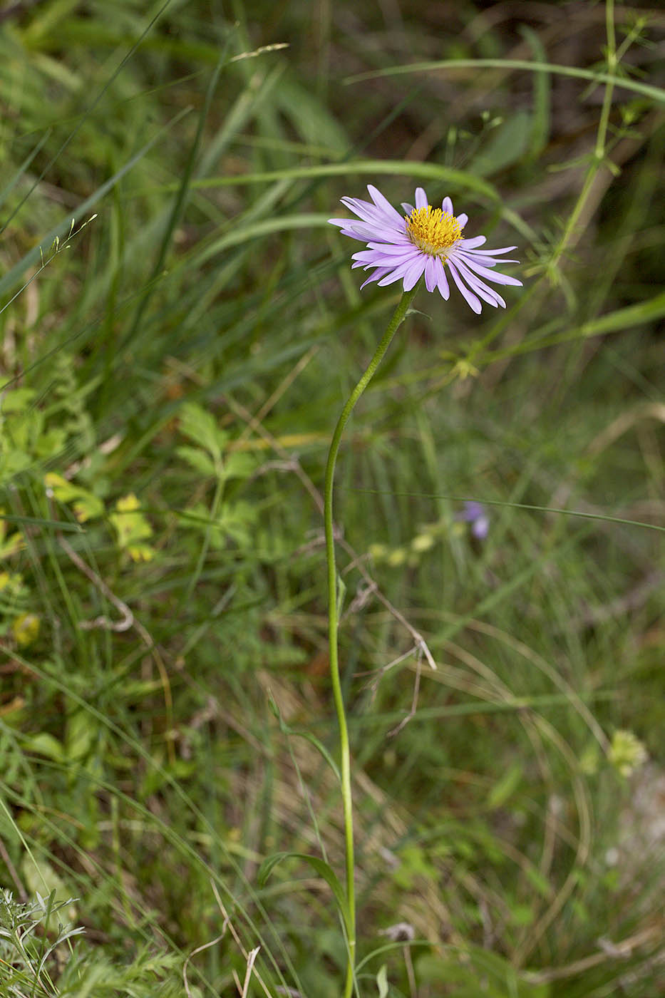 Image of genus Aster specimen.