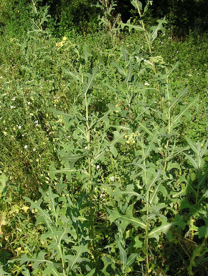 Image of Lactuca serriola specimen.