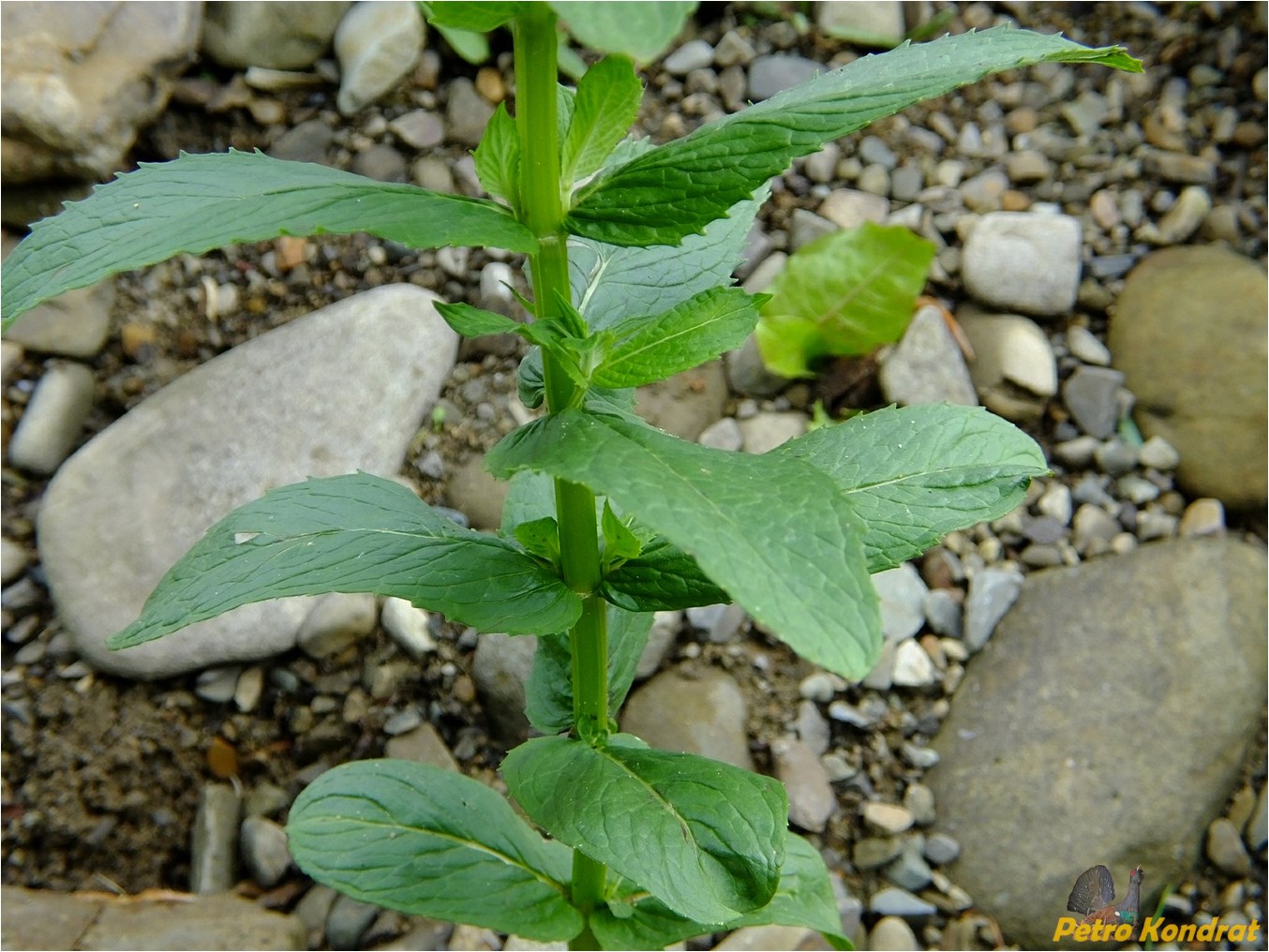 Изображение особи род Mentha.