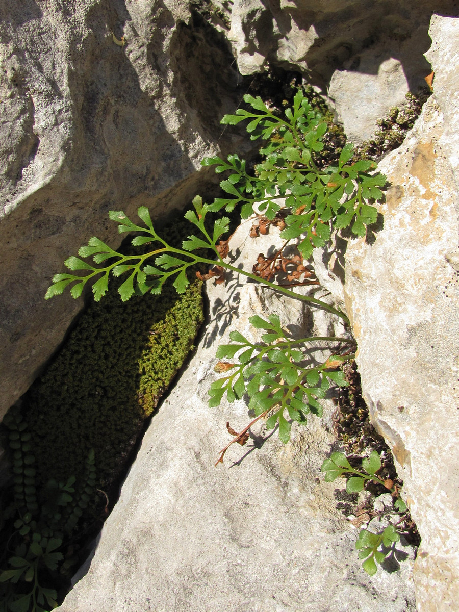 Image of Asplenium ruta-muraria specimen.