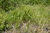 Galium boreale. Цветущие растения в сообществе с Calamagrostis epigeios и Rinanthus. Ленинградская обл., Гатчинский р-н, окр. дер. Авколево, карьер \"Елизаветино\", зарастающий деревьями разнотравно-вейниковый луг на месте выработки известняка. 29.06.2019.