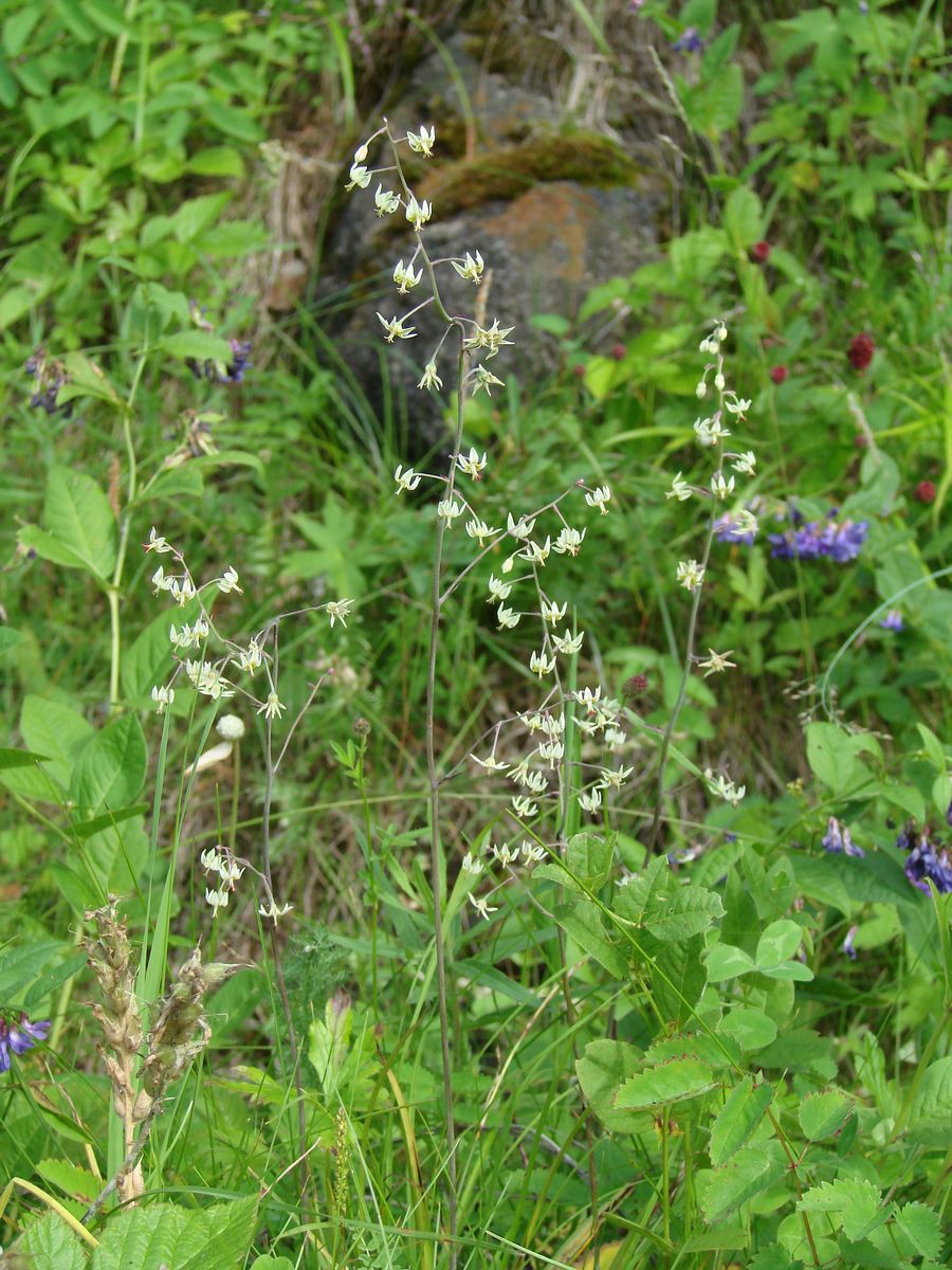 Image of Zigadenus sibiricus specimen.