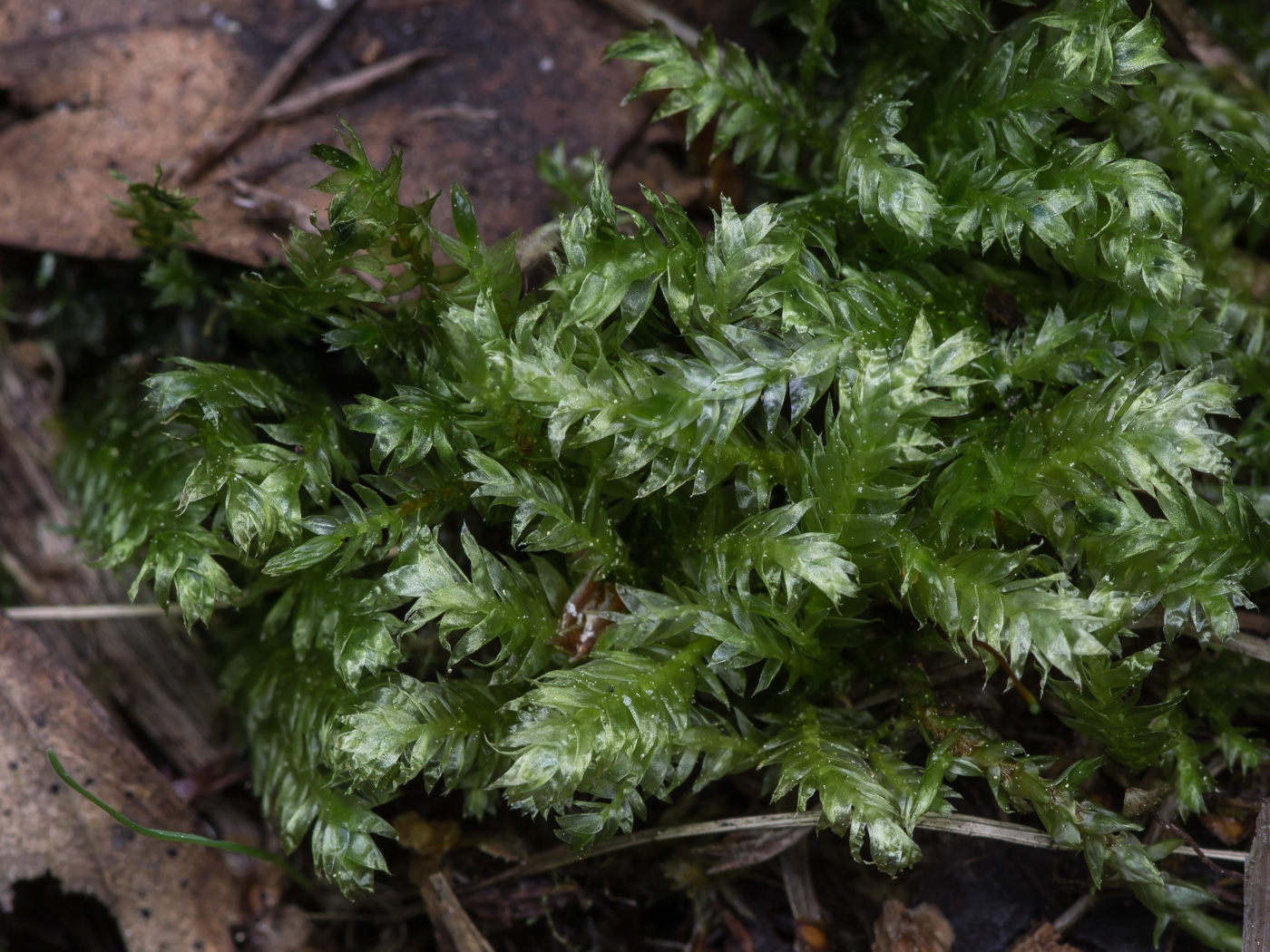 Изображение особи Plagiothecium denticulatum.