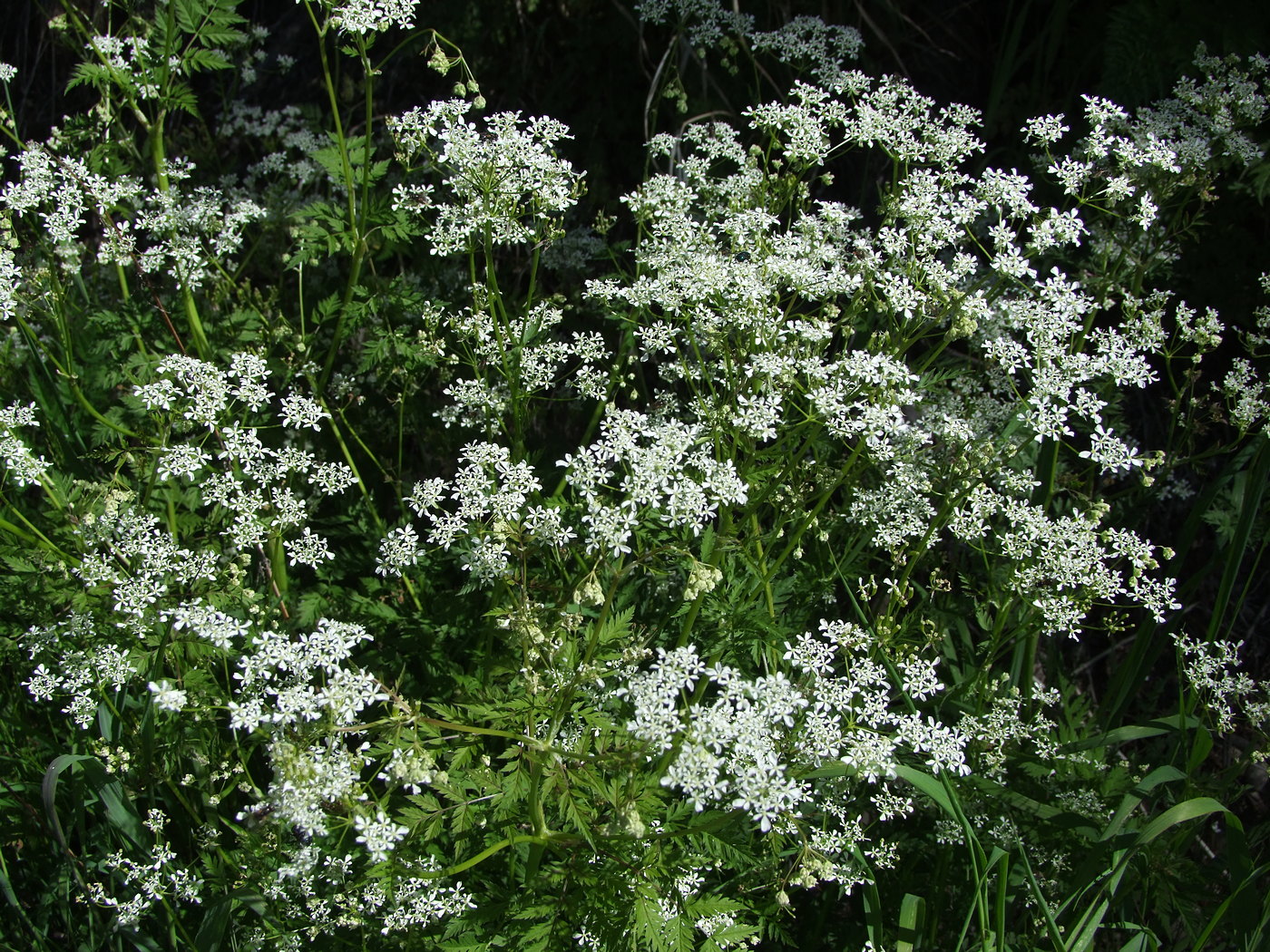 Изображение особи Anthriscus sylvestris.