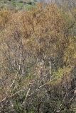 Betula turkestanica. Часть кроны цветущего дерева. Казахстан, Туркестанская обл., пойма р. Жабаглы, ≈ 1300 м н.у.м., приречные тугайные заросли. 22 апреля 2020 г.