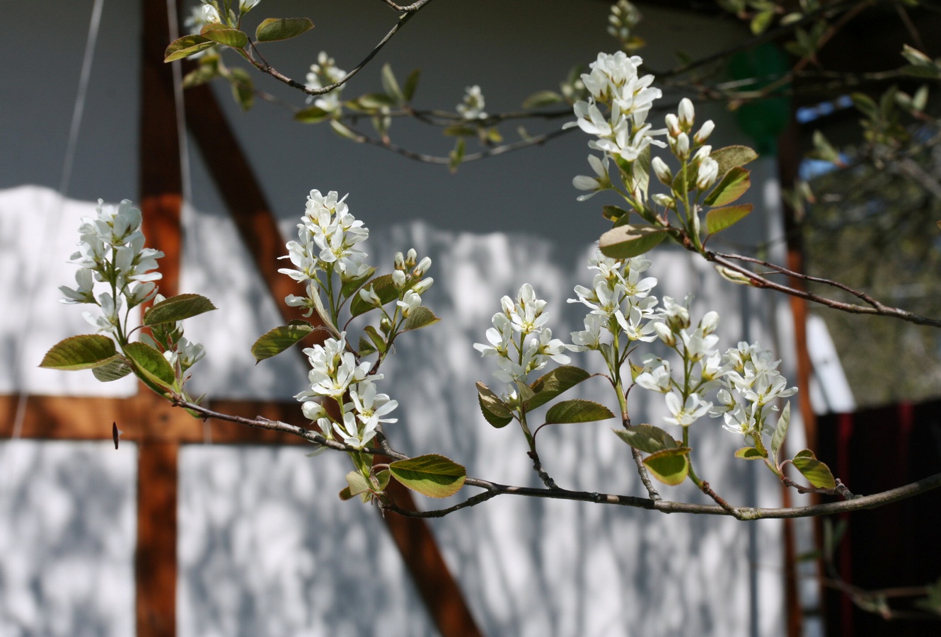 Image of Amelanchier spicata specimen.