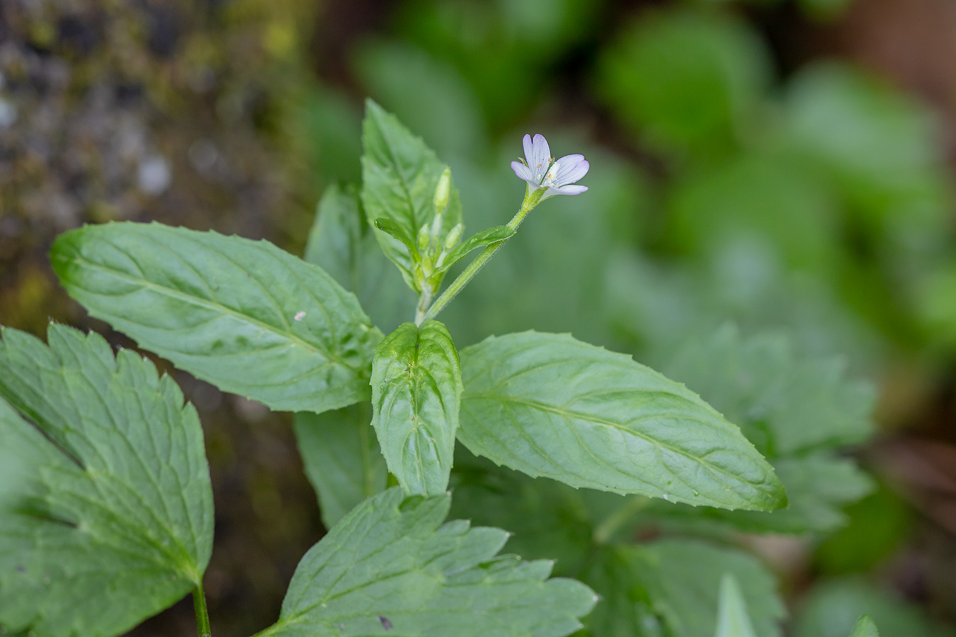 Изображение особи род Epilobium.