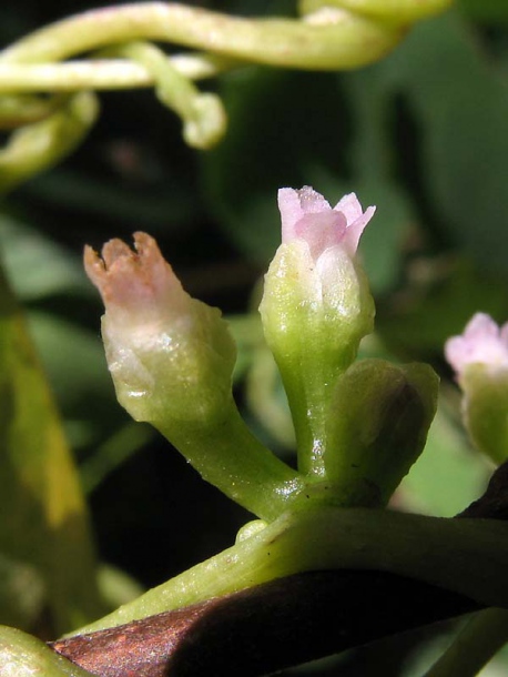 Image of Cuscuta monogyna specimen.