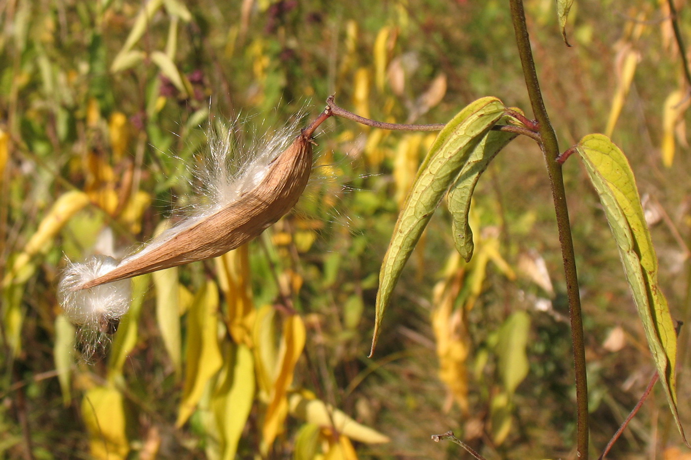 Image of Vincetoxicum hirundinaria specimen.