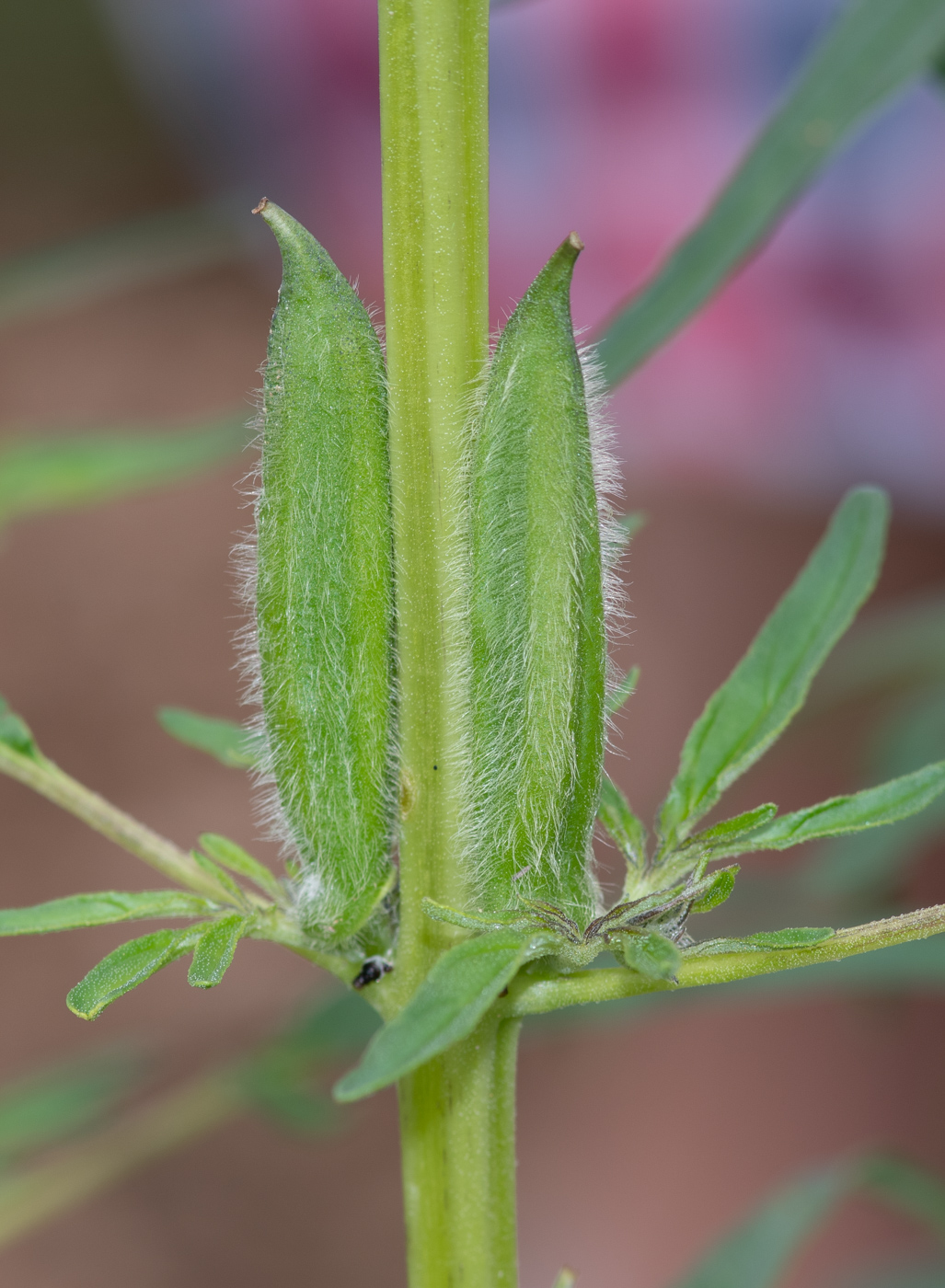 Image of Sesamum triphyllum specimen.