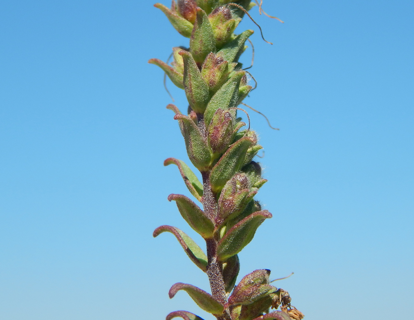 Image of Orthanthella lutea specimen.