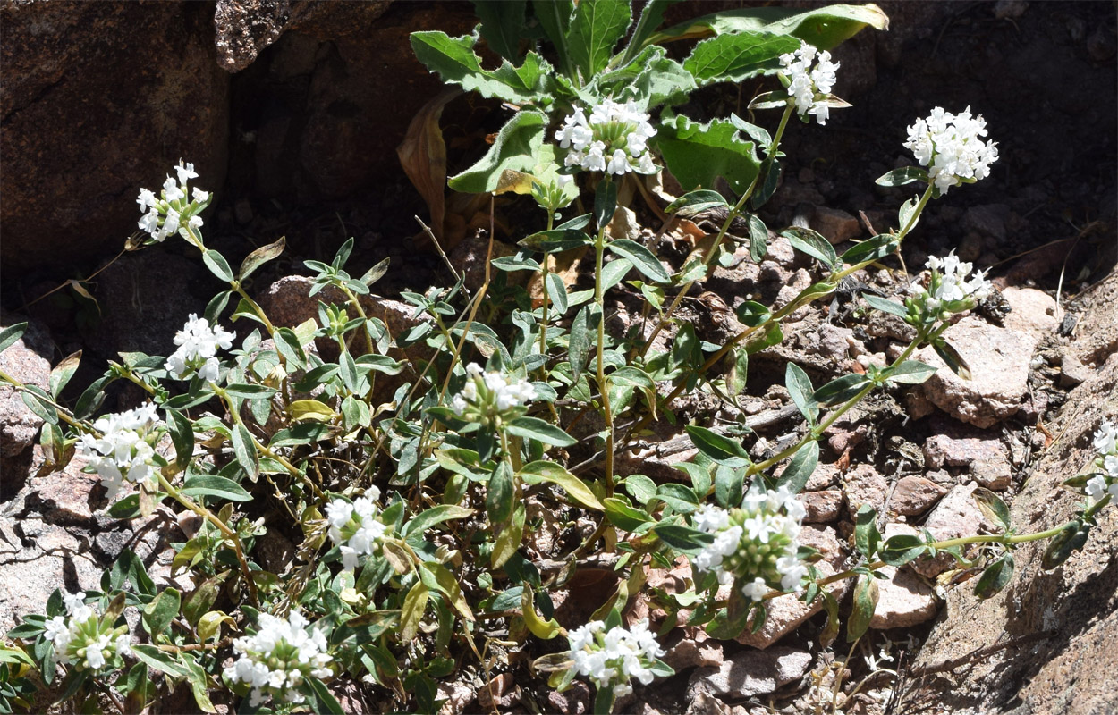 Image of Ziziphora pedicellata specimen.